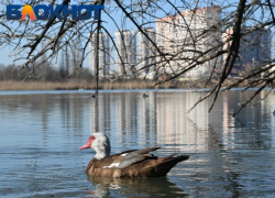 До -8 градусов по ощущениям будет в Краснодаре сегодня  