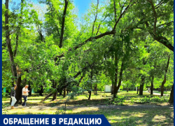 Опасные зоны с падающими деревьями в Чистяковской роще возмутили краснодарцев