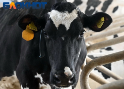 На Кубани второй раз за неделю ввели карантин из-за опасной инфекции животных