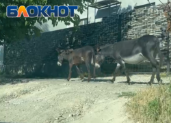 «Ослы ходят по тротуару, а люди по дороге»: краснодарка об отдыхе в Большом Утрише