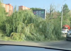  На дорогу и провода упало дерево в Краснодаре 