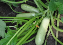 Хватит и себе, и соседям: кабачки ТарзанF1 удивят урожаем