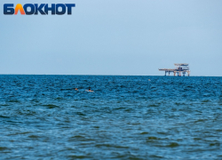 В Краснодарском крае за неделю погибли более 100 дельфинов