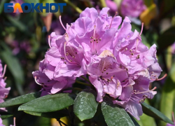 Долгожданное потепление возвращается в Краснодар