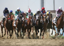 Кубанские племенные скакуны выиграли на четырех скачках в Москве