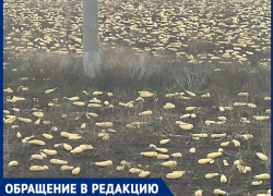Поле заброшенных пожелтевших кабачков нашли в Краснодарском крае