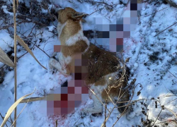 «За что убивать невинное животное?» - жительница Кубани рассказала о расстреле бездомных собак