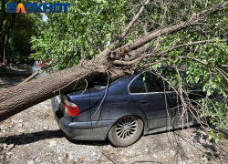 Вырванное с корнем дерево придавило автомобиль в Краснодаре
