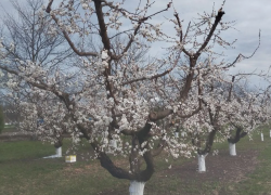 «Если есть на свете рай»: миллиардер Дерипаска выпустил шмелей в саду на Кубани
