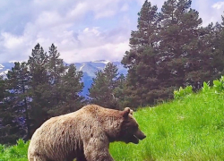 Медведь в Кавказском заповеднике разорвал 4 палатки 