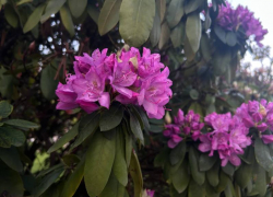 С пасмурной и дождливой погоды начнется новая рабочая неделя в Краснодаре