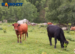 В селе на Кубани ввели карантин из-за опасного заболевания