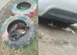 Делом о 10-ти найденных трупах кошек в Краснодаре занялась полиция 