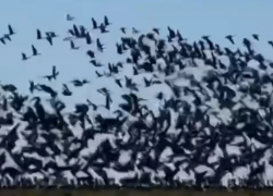 Многотысячная стая птиц в небе над Кубанью попала на видео 