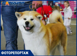 Выставка собак в Краснодаре-2019: как это было 
