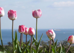 В Сочи ко Дню города заменят полмиллиона цветов