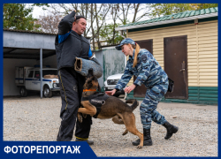 Четвероногие борцы с преступностью: где берут и как дрессируют собак для службы в полиции Краснодара