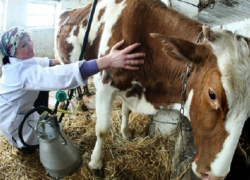 На Кубани пройдут сельские игры среди доярок