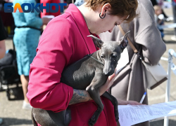 «Страдать будут все»: зоозащитники Кубани назвали плюсы и минусы обязательной регистрации животных