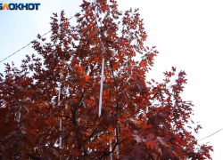 Последняя неделя осени принесет в Краснодар небольшое похолодание