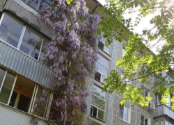 В Краснодаре ядовитая глициния разрослась на пять этажей