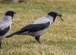 В Краснодаре вороны поедают первых весенних ящериц