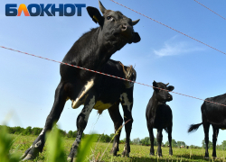 Нехватка пастбищ и подорожание кормов ударили по поголовью скота на Кубани 