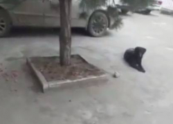 В Краснодаре неизвестные разбросали отравленные сосиски для бродячих собак