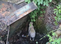 В Армавире спасли лайку, которая три дня провела в колодце