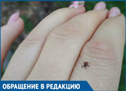  Женщина поймала клеща в Ботаническом саду Краснодара 