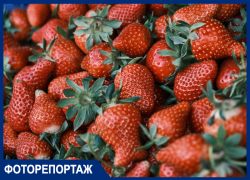 Прогулка по рынку: где в Краснодаре купить клубнику за 150 рублей