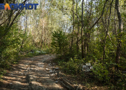 В Краснодарском крае планируют восстановить более 120 га леса за пять лет