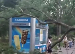 Огромное дерево упало на ларек с мороженым в парке Краснодара