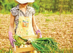 Закон о помощи садоводам рассмотрят на Кубани