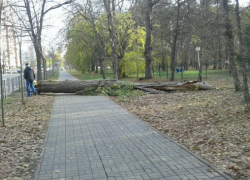  В Чистяковской роще Краснодара на тротуар упало дерево 