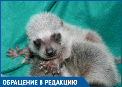 Енотиха с тремя детенышами попала в дом в Краснодаре, что делать?