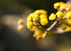 Необычные желтые «облачка» распустились в Японском саду