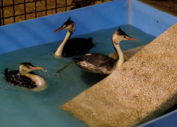 «Всего выживает порядка 30%»: в Госдуме рассказали о судьбе пострадавших от мазута в Анапе птиц