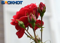 Ветер с порывами до 18 м/с ожидается в Краснодаре сегодня 