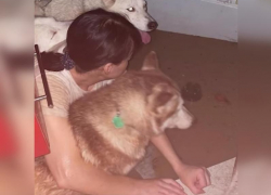 В Джубге затопило дом с беременной хозяйкой и 16 хаски