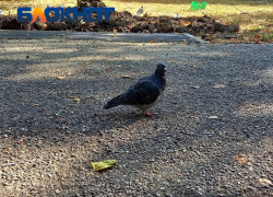 Голуби массово гибнут в трёх муниципалитетах Кубани