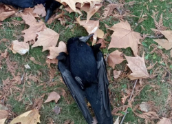 В Краснодаре мёртвые птицы массово падают с неба