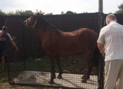 В Сочи эвакуировали с улицы живого бесхозного коня