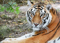 В крымском сафари-парке тигр откусил палец годовалому ребенку из Краснодара