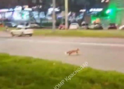 Лиса устроила показательный забег через дорогу в Краснодаре
