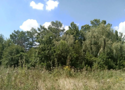 Дендропарк и две рощи на Кубани обрели границы охраны