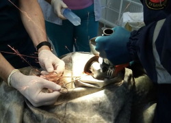 Спасатели сняли кольцо с полового органа кубанского пастуха