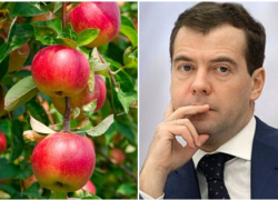 "Кузен" Дмитрия Медведева купил агрофирму в Краснодаре 