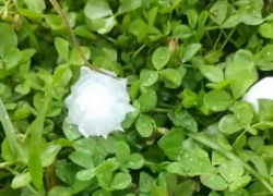  В нескольких районах Кубани прошел град 