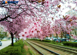 Вторая Япония: Краснодар утонул в цветении слив Писсарди